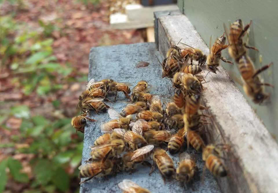 Beekeeping365