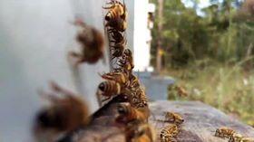 Beekeeping365