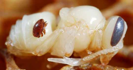 varroa_mites