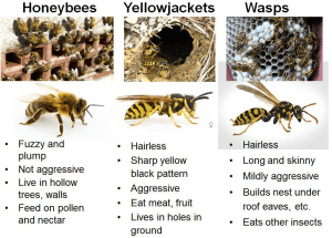 wasps