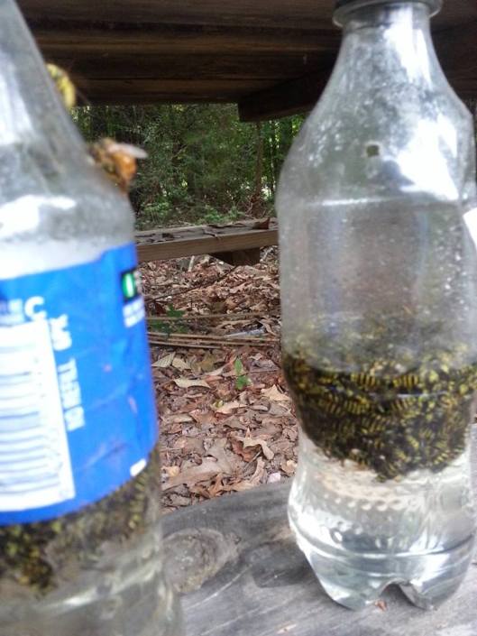yellow jacket trap