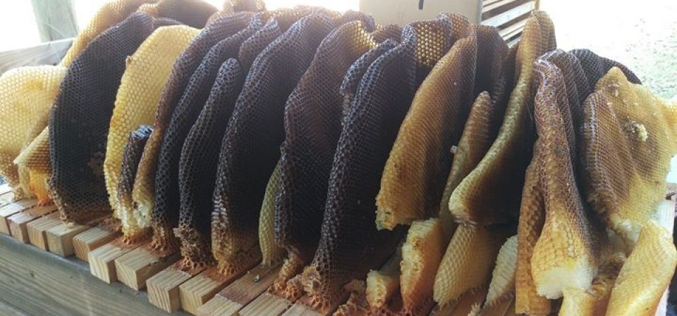 Beekeeping365