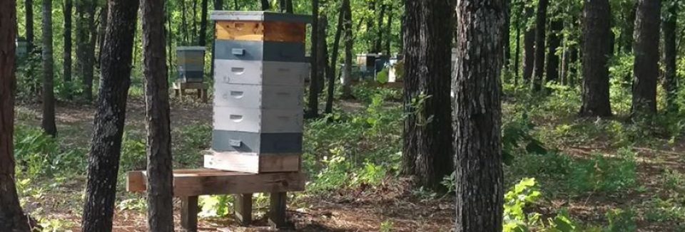 Beekeeping365