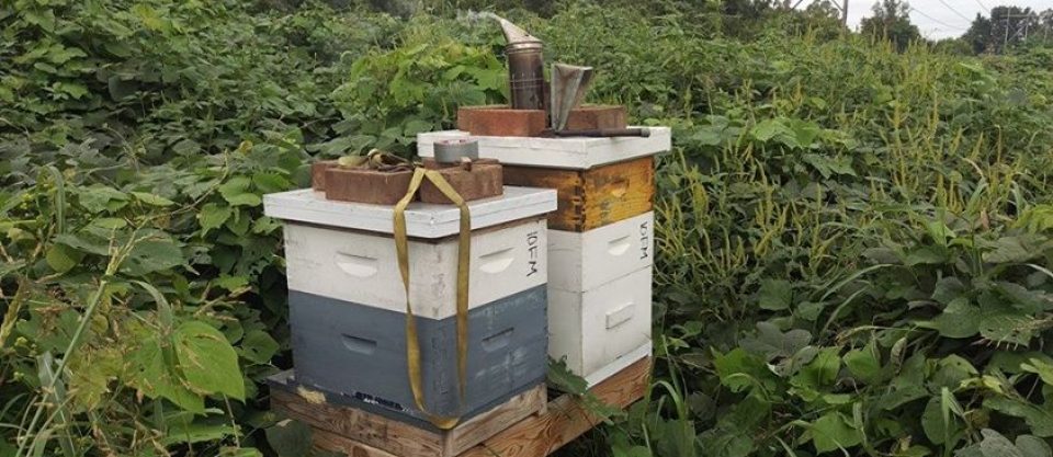 Beekeeping365