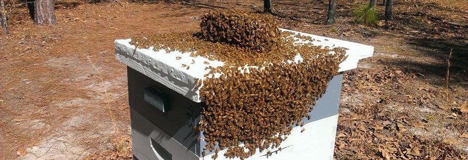 Beekeeping365