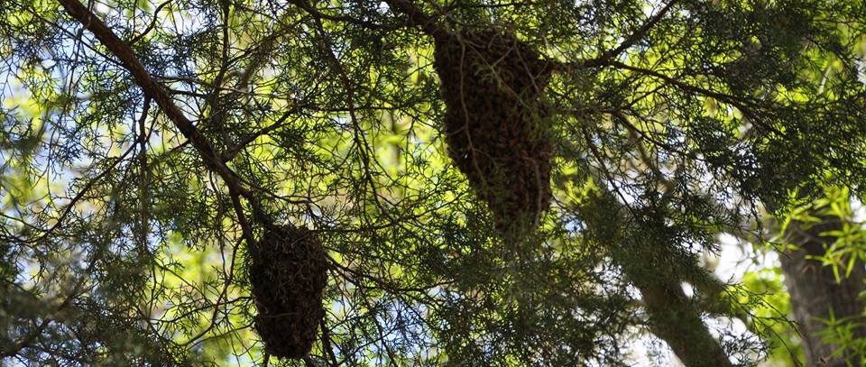 Beekeeping365