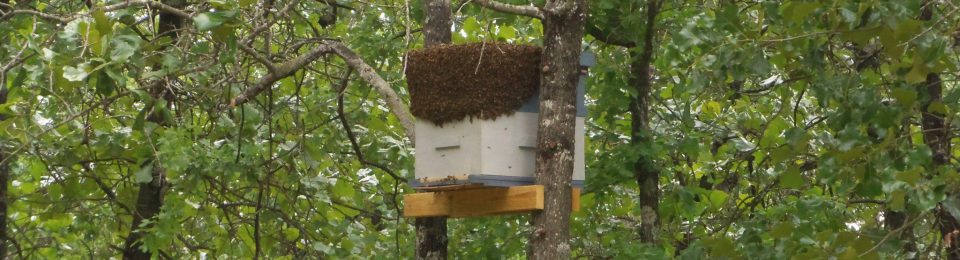 Beekeeping365