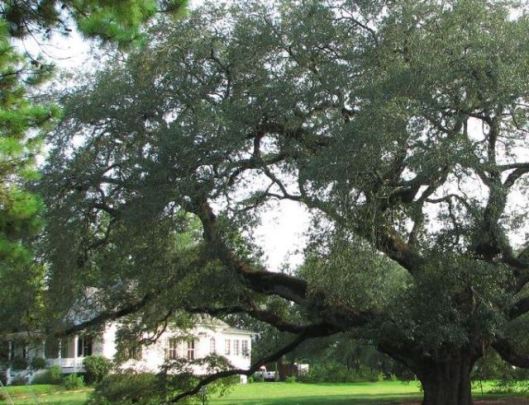 house-and-oak-tree