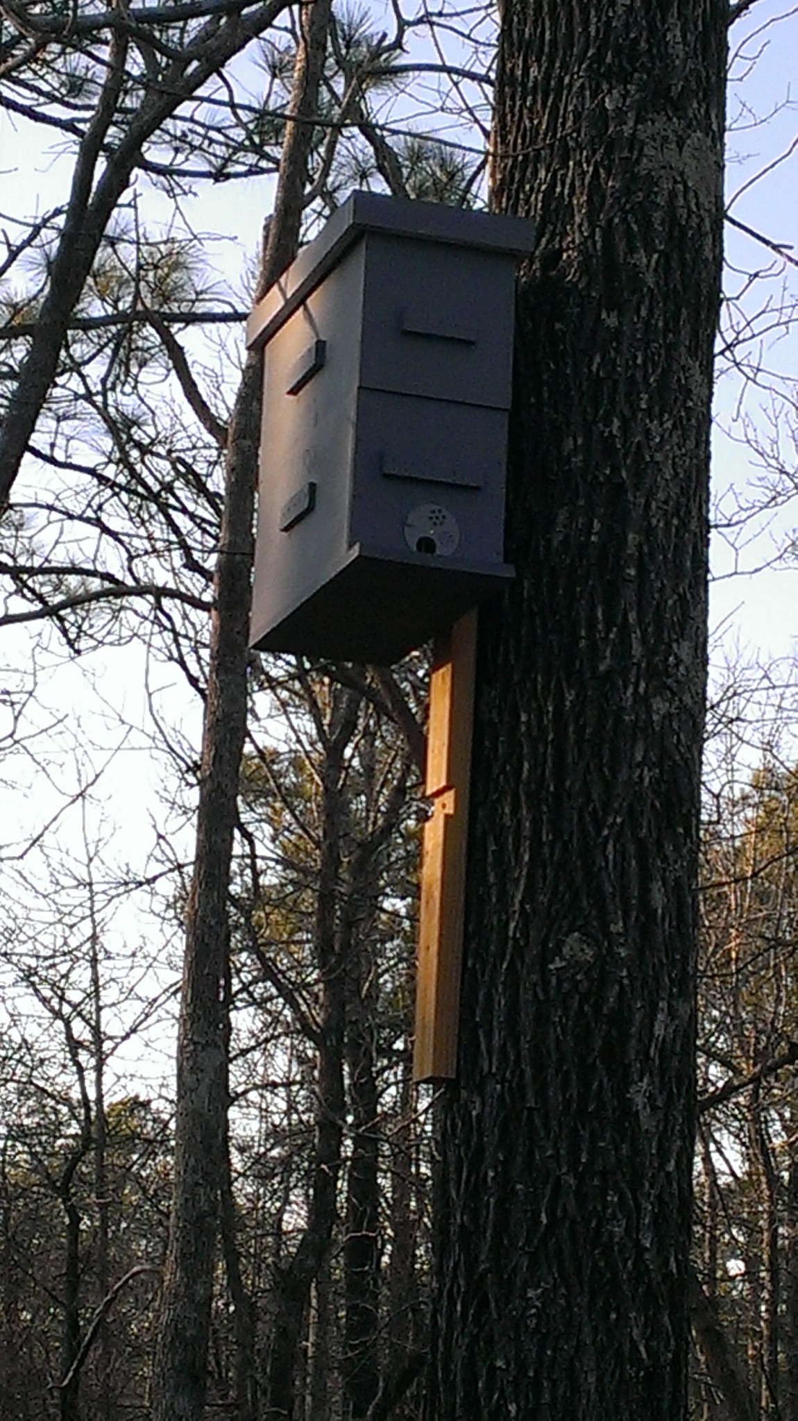 Swarm Trap in tree
