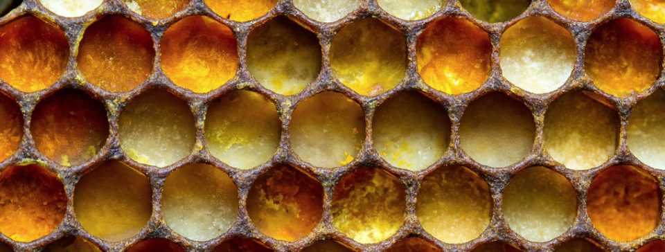 Beekeeping365
