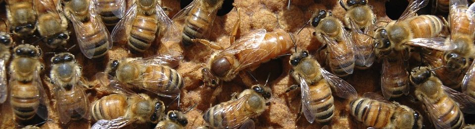 Beekeeping365