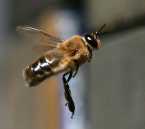 drone bee