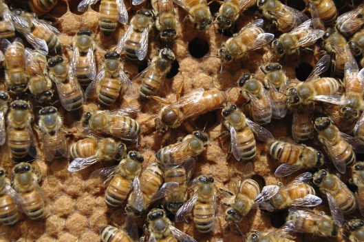 queen-bee-682941_960_720