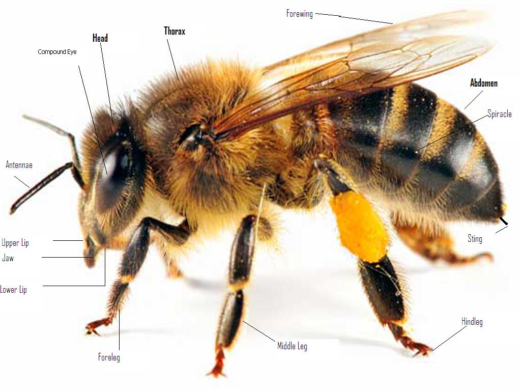 2014 Resource - Honey Bee Body Parts