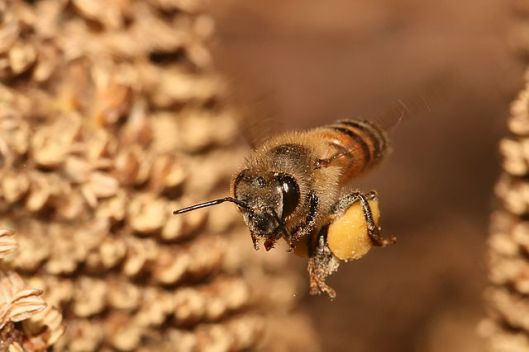 Apis_mellifera_flying