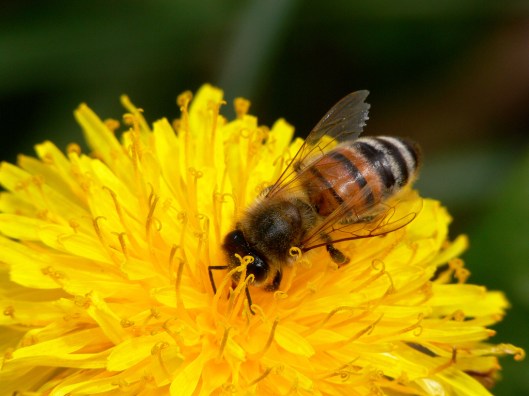 bees1[1]