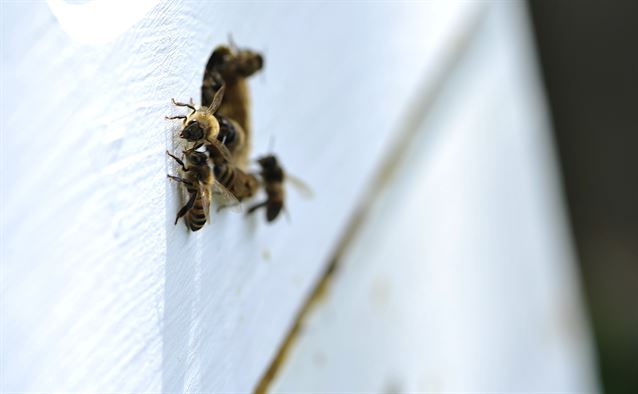 guard bees