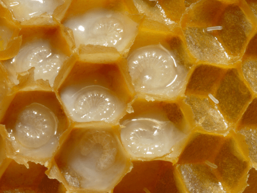 Bienenwabe_mit_Eiern_und_Brut_5_larva