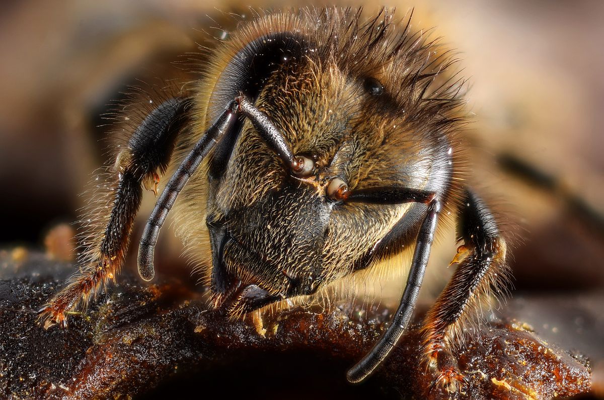 Honey_bee_portrait_(5454333517)