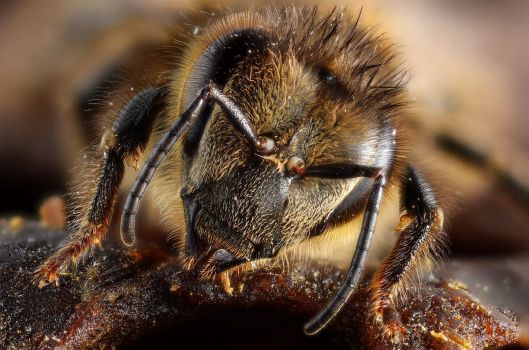 Honey_bee_portrait_(5454333517)