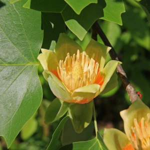 Liriodendron_tulipifera_tulip_close