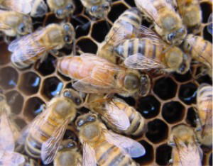 Adult_queen_bee