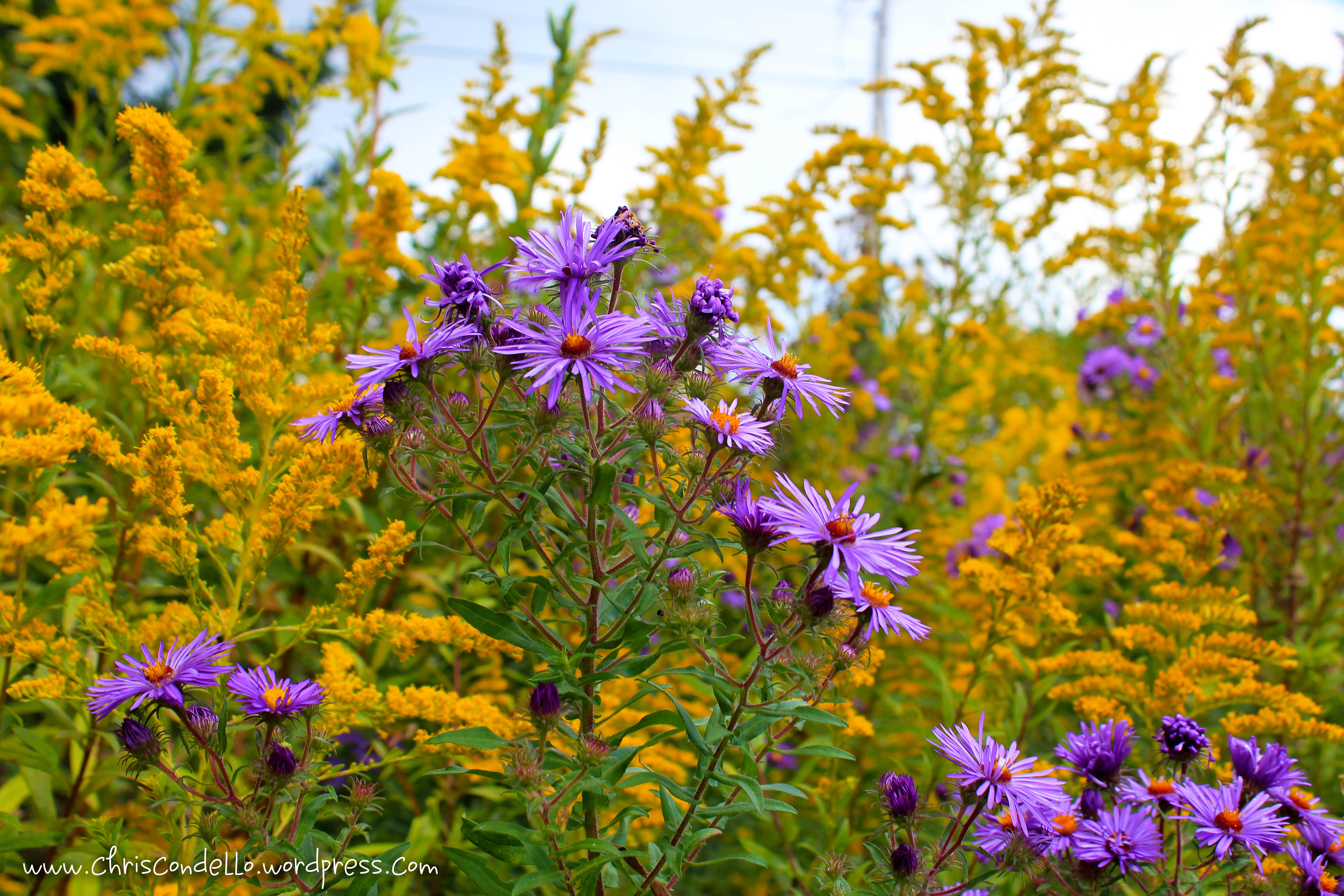 astergoldenrod