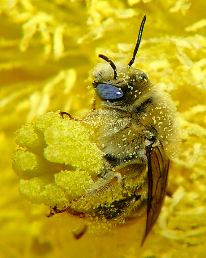 Diadasia_Bee_Straddles_Cactus_Flower_Carpels_close-up