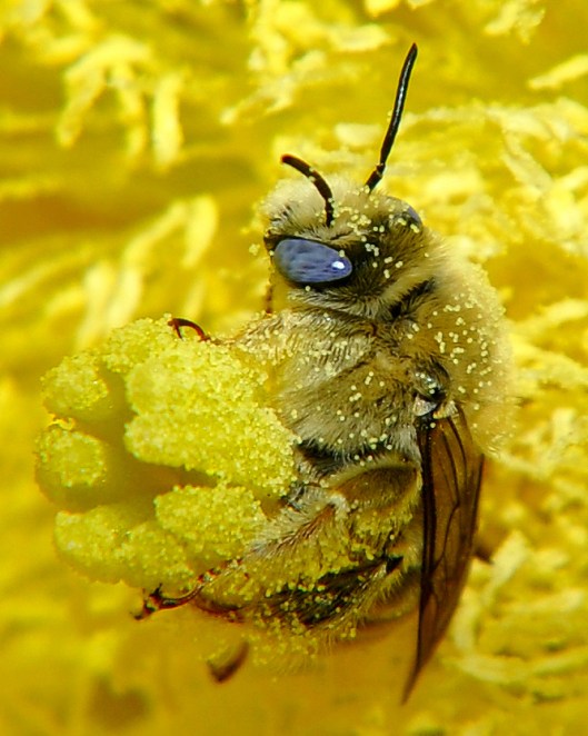 Diadasia_Bee_Straddles_Cactus_Flower_Carpels_close-up
