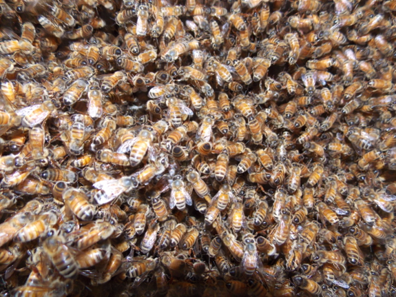 20130725honeybeecolony