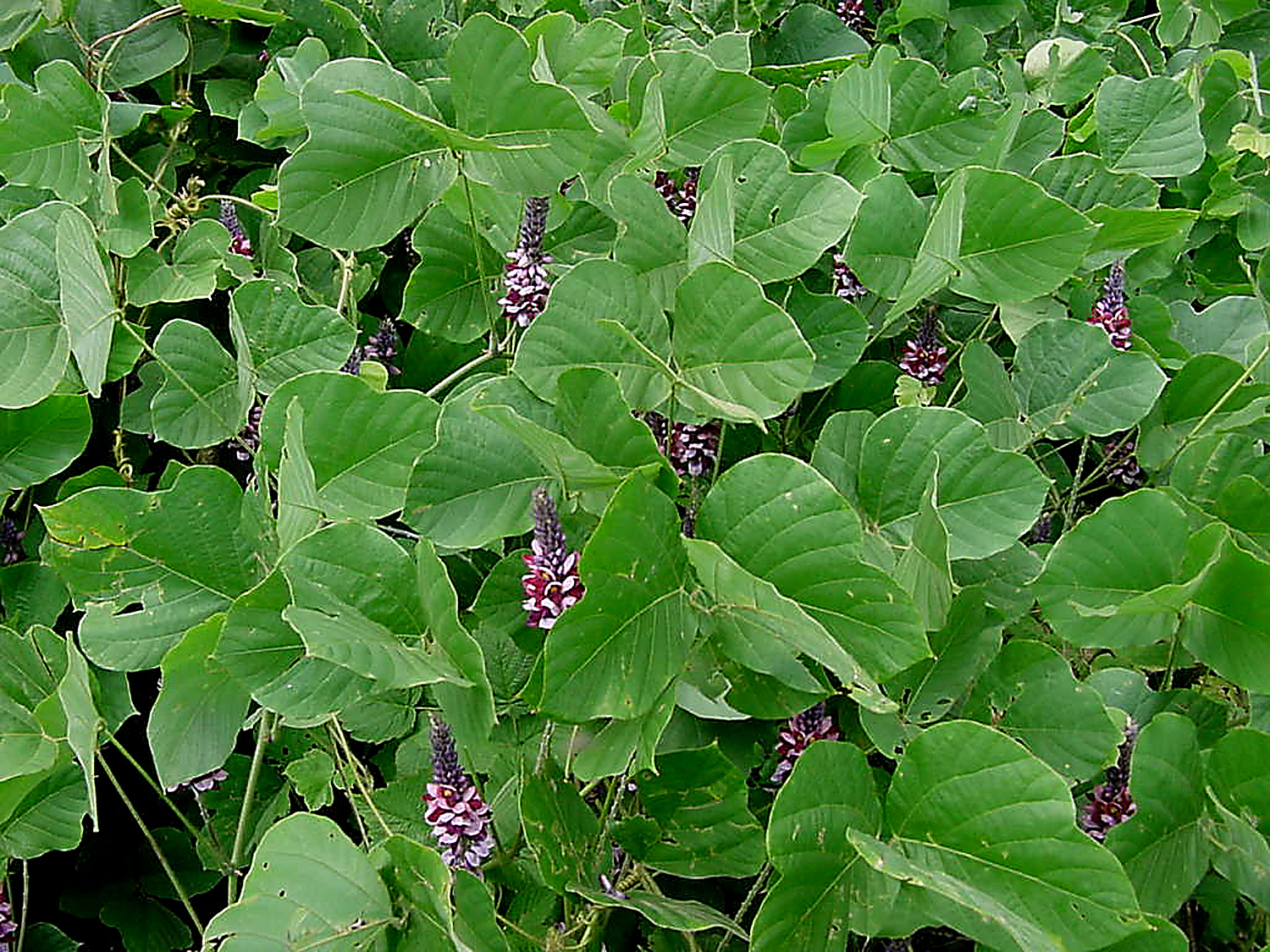 kudzu