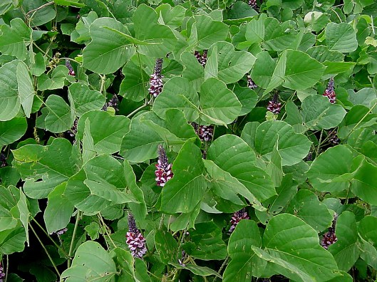 kudzu