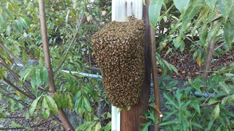 small swarm