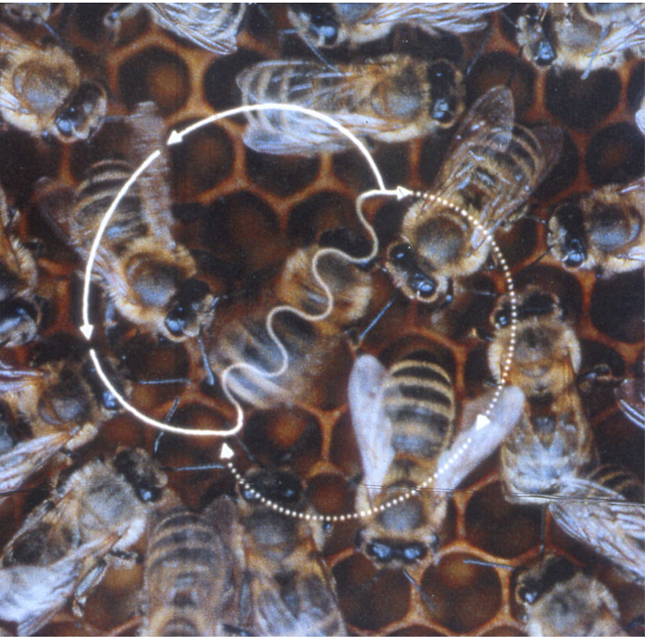 Bee_waggle_dance