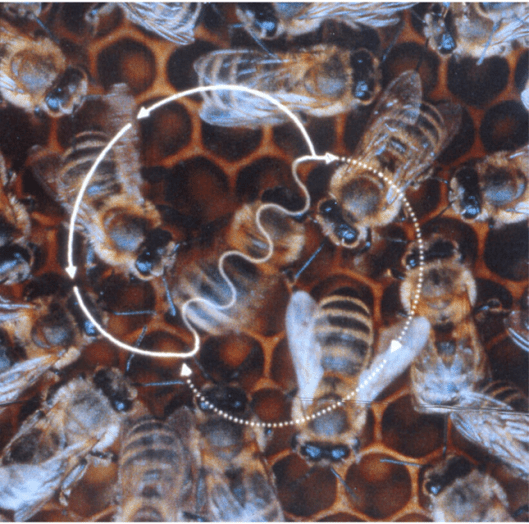 Bee_waggle_dance