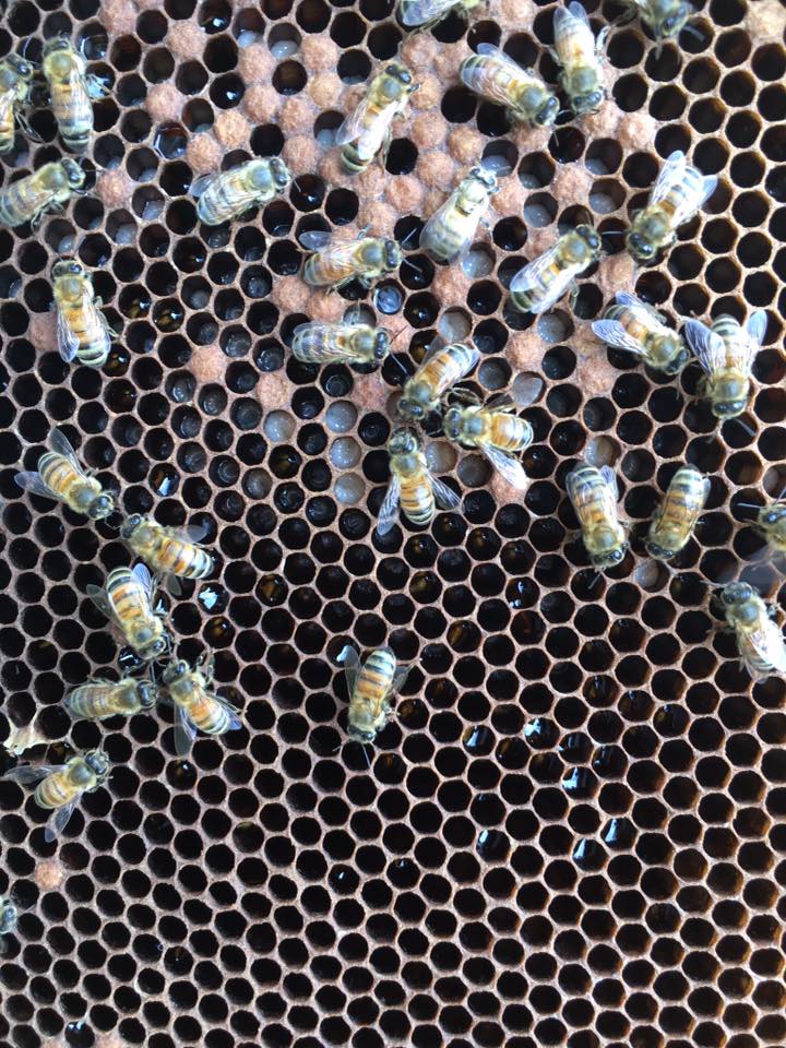 frame with bees