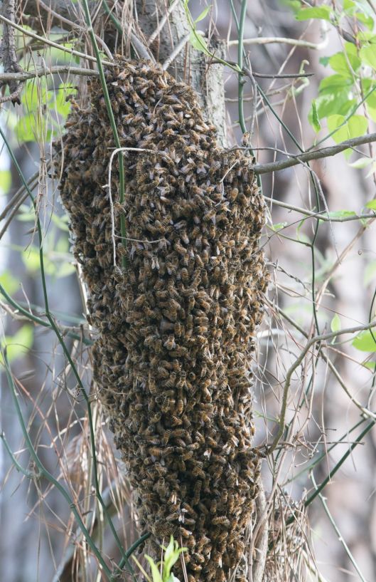 honeybee-swarm