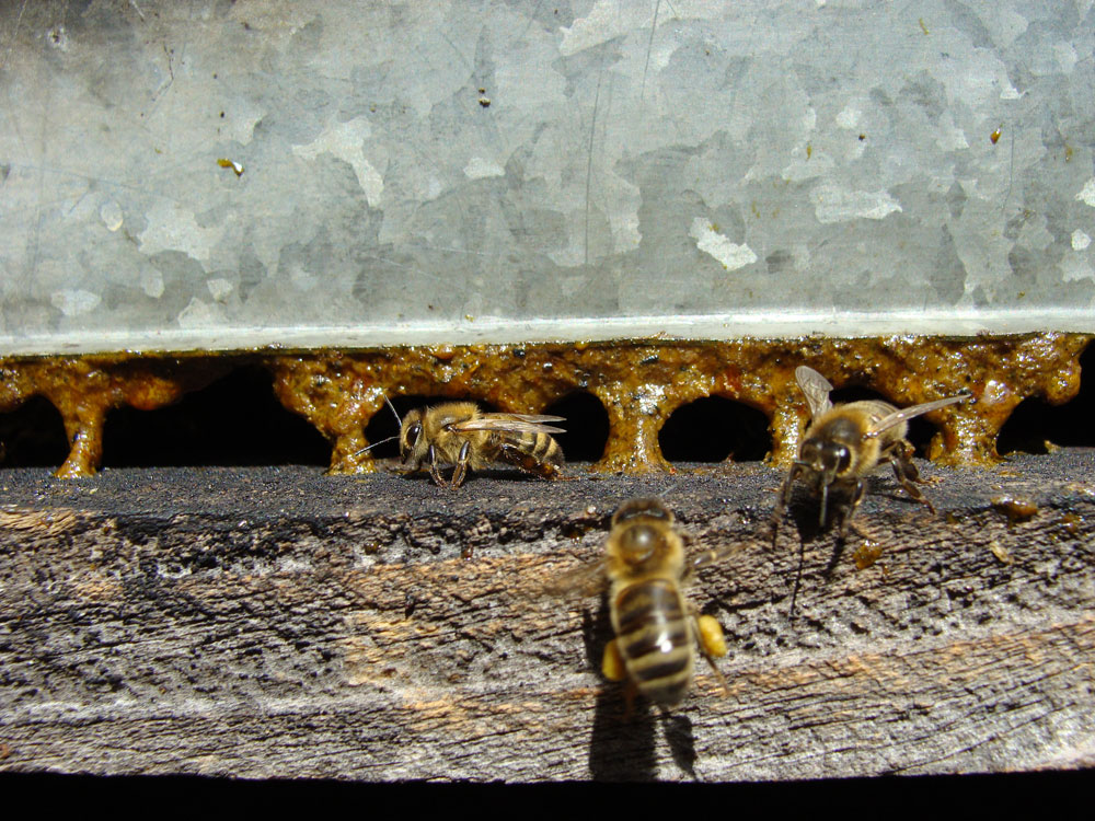 propolis