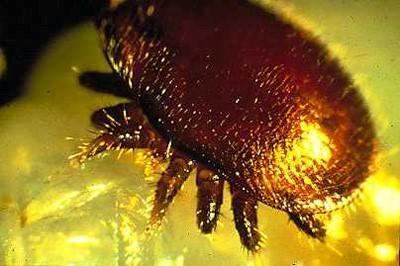 varroa_mite_2