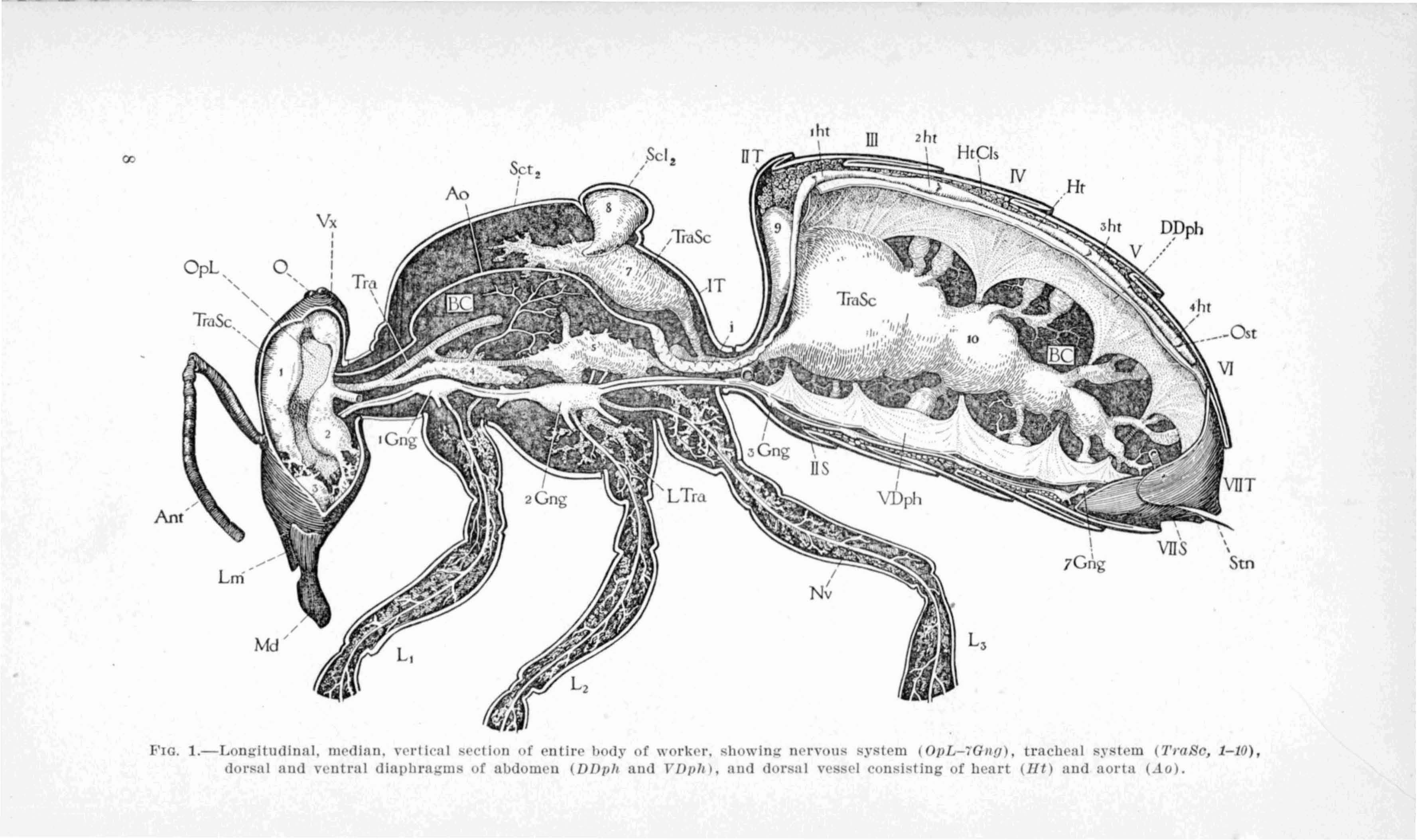 Cross-section-worker-lg