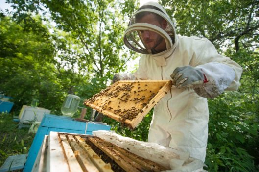 beekeeper holding a honeycomb full of bees