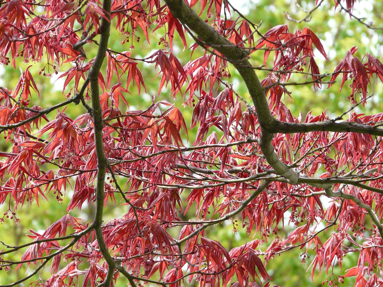 red-maple-6836_1280