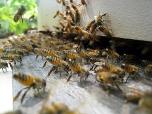 fanning-bees