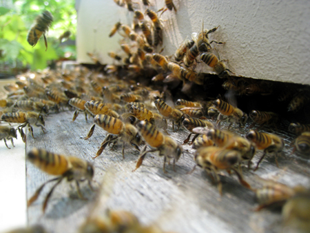 fanning-bees