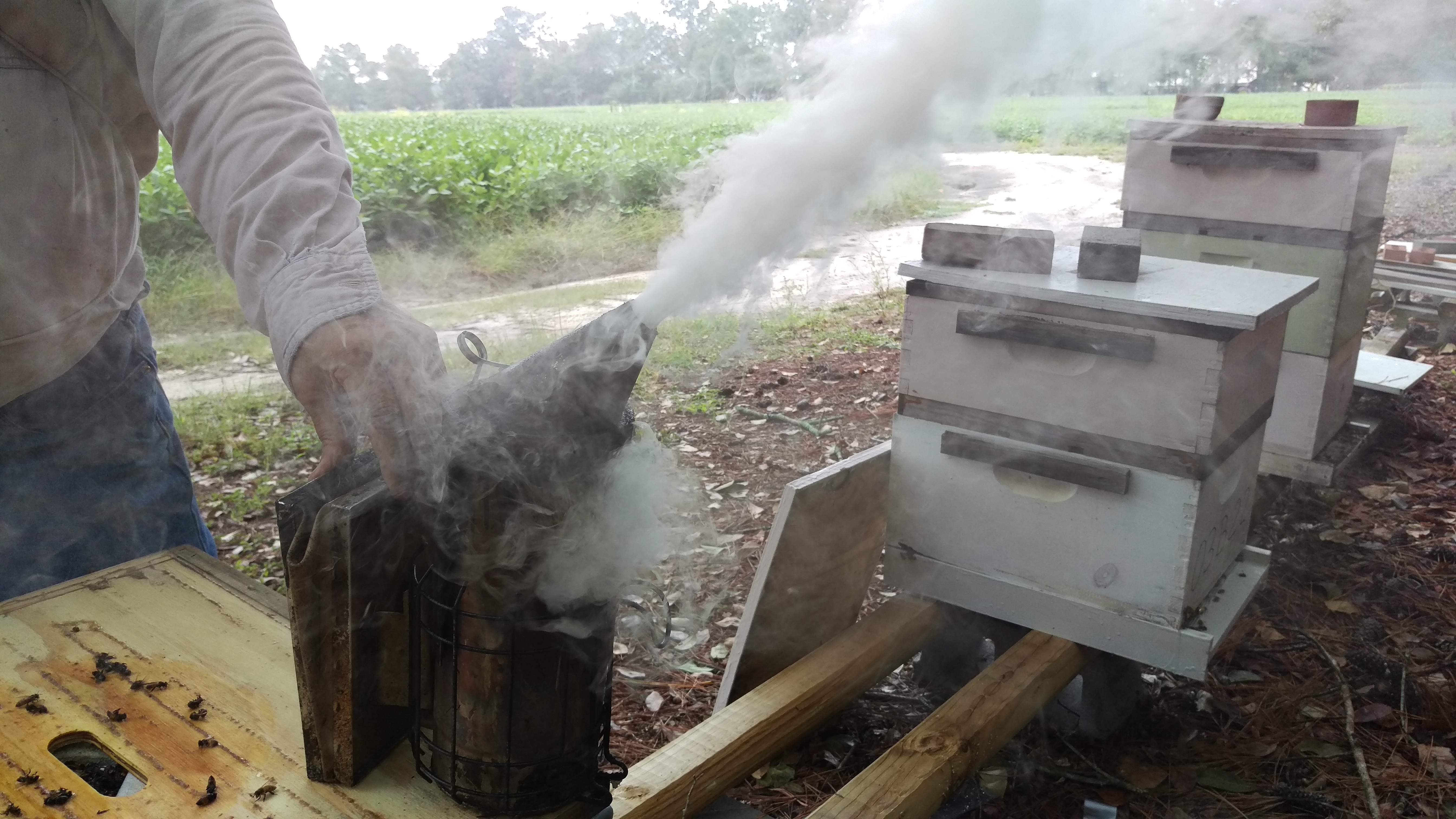 what-the-hive-remembers-and-what-you-don-t-beekeeping365